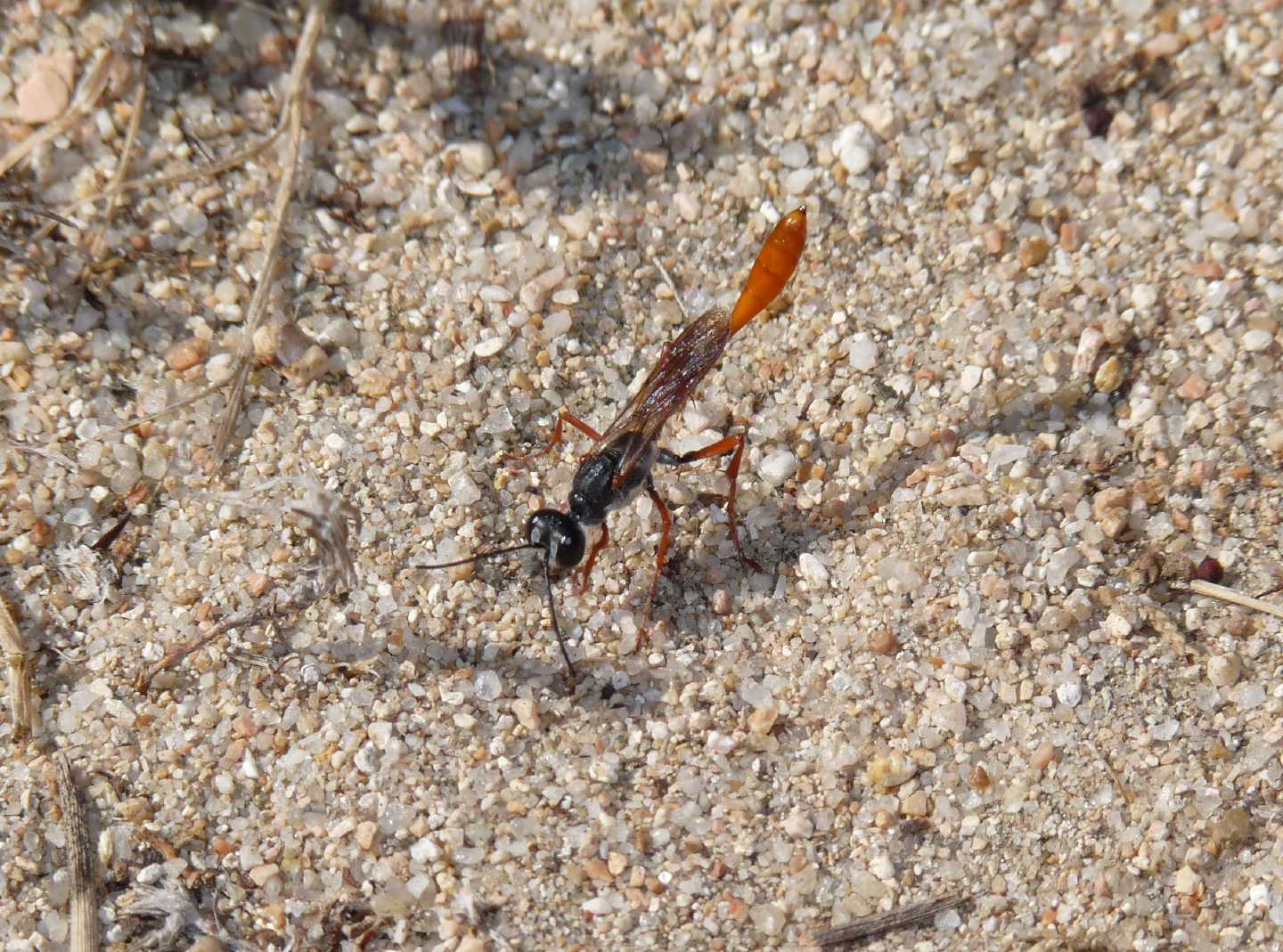 Ammophila heydeni rubriventris che lavora alla tana